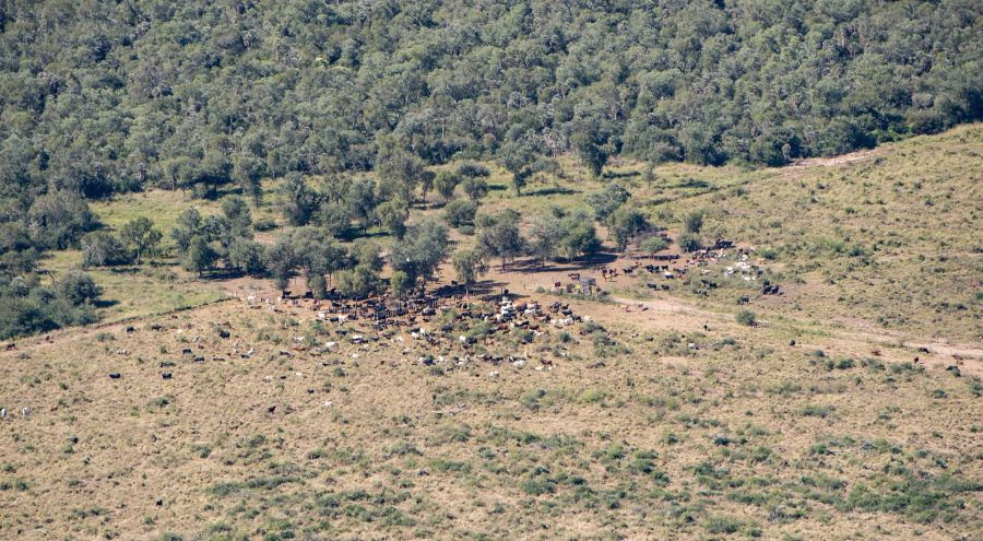 deforestacion chaco 30012019