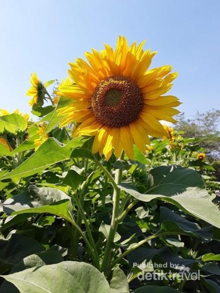 Paling Populer 24+ Gambar Bunga Matahari Yang Indah - Gambar Bunga HD