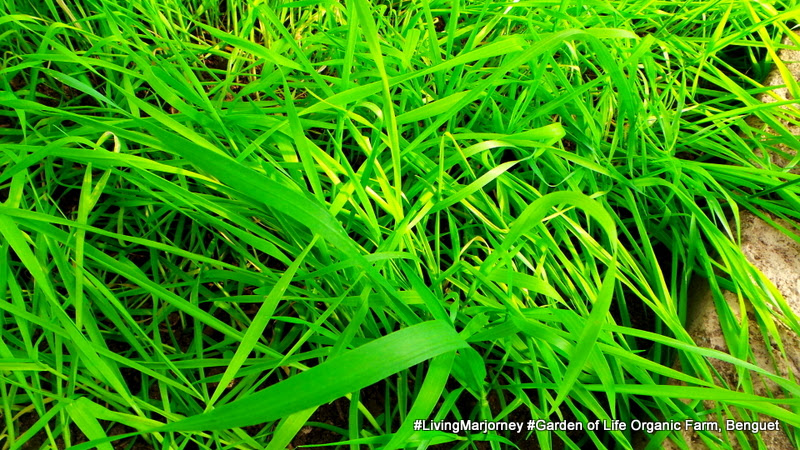 Wheat Grass at The Garden of Life Organic Farm Wheat Grass at Benguet: The Garden of Life Organic Farm