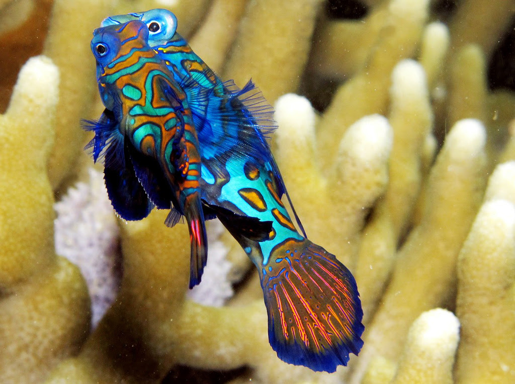 Рыбка мандаринка Mandarinfish 16 Рыбка мандаринка