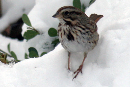 song sparrow 085