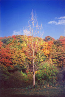 Silver birch at Eastwood
Farm