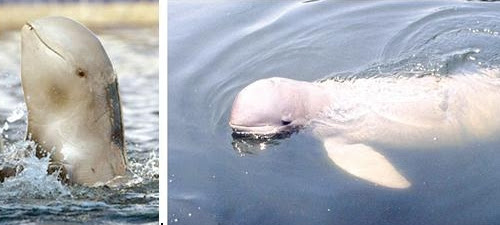 pesut Pesut Mahakam - Sejenis lumba-lumba air tawar yang hidup di sungai Mahakam Kalimantan