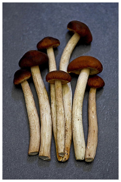 chestnut mushrooms© by Haalo
