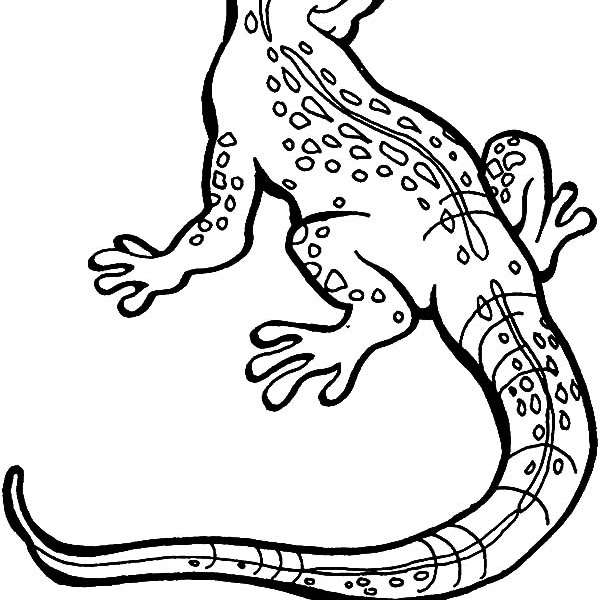Lizard Pictures To Print / Free Printable Lizard Coloring Pages For Kids