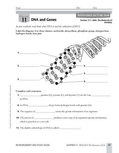 Protein Synthesis Worksheet Answers Part C - worksheet