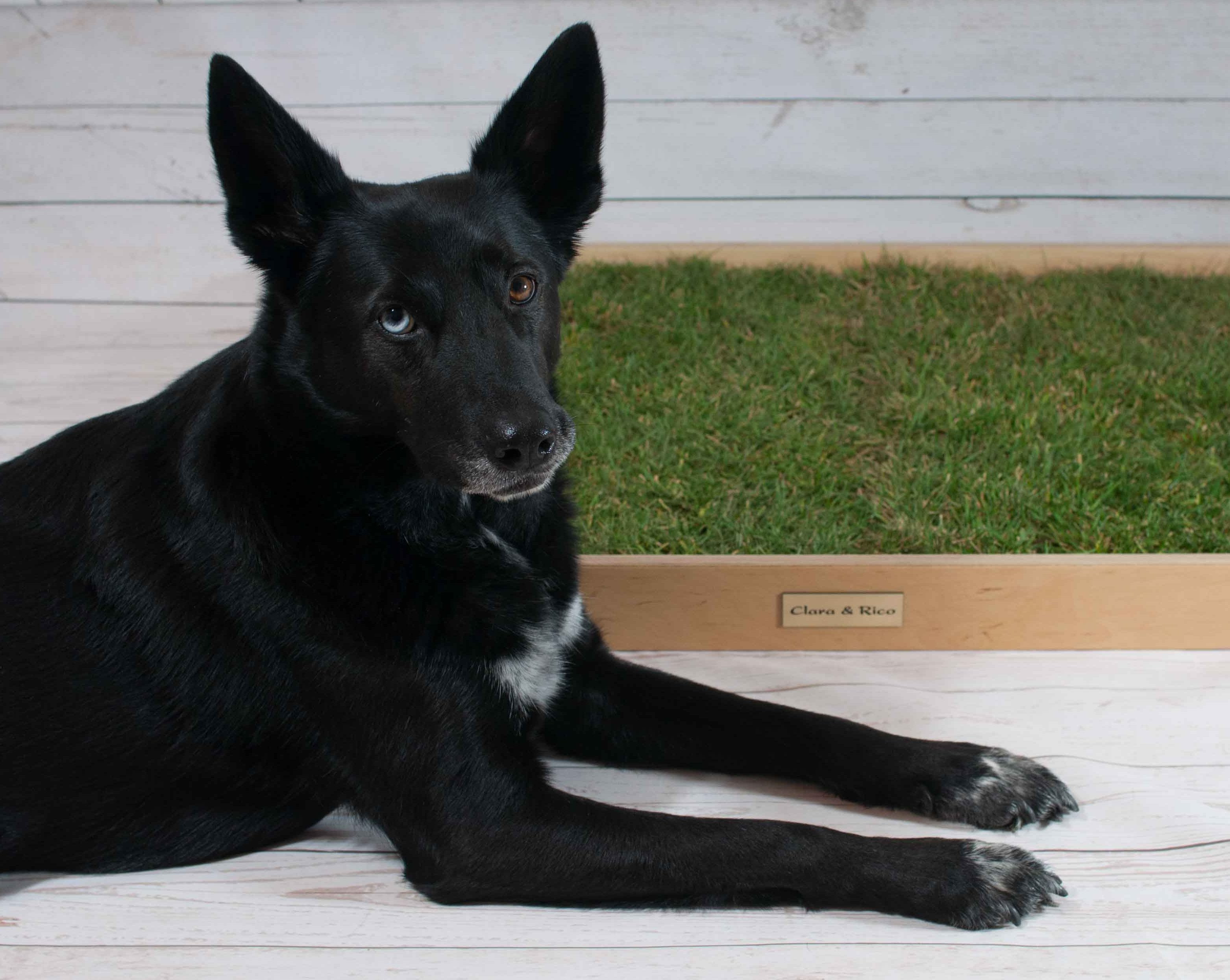 Hundetoilette Balkon Selber Bauen