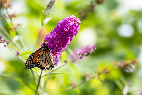 butterfly and flowers, sipping nectar