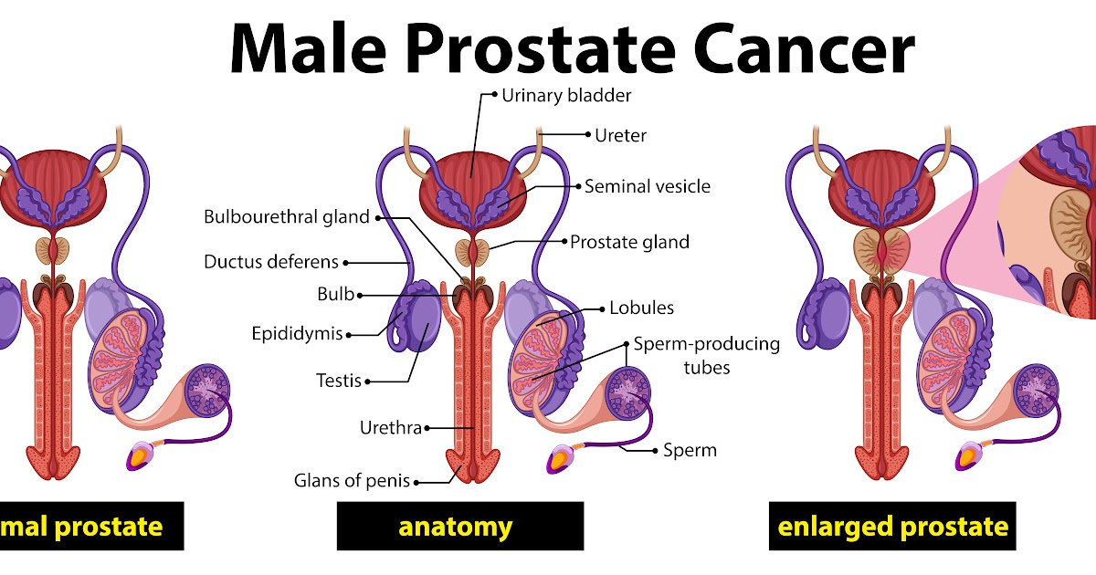 Male Anatomy Diagram Labeled / Male Shoulder And Chest Muscles Labeled