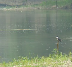 Kingfisher river armleder
