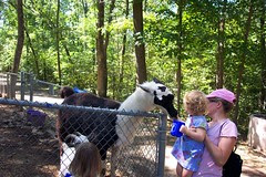 Feeding the Llama