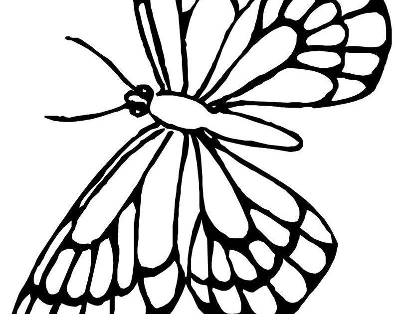 Coloring Pages Of Butterfly Wings | Coloring Page Blog