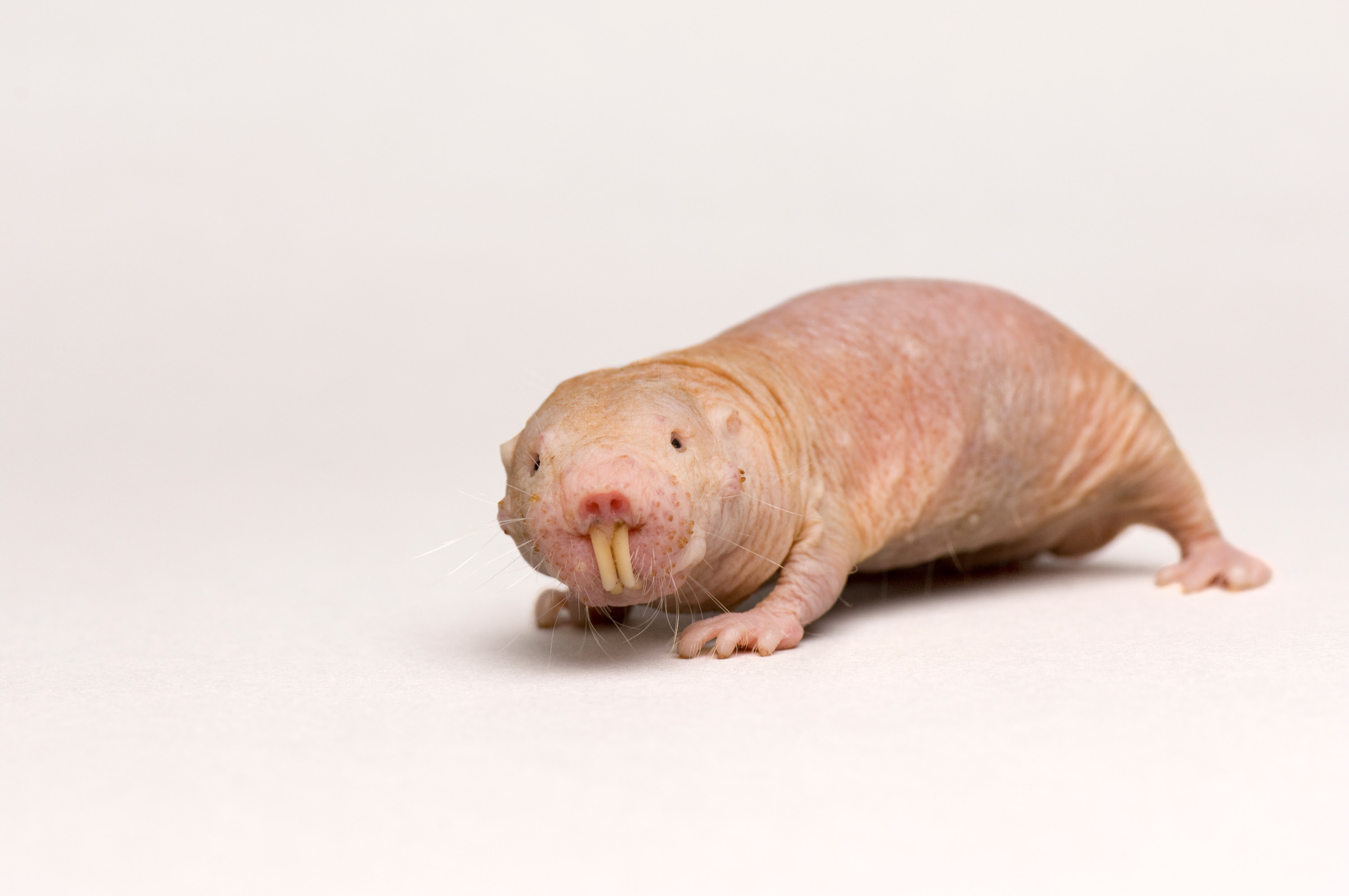 Naked mole rats weirder than we realised: without oxygen 