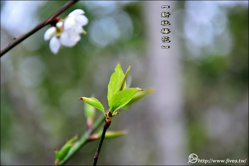 新社梅花 新社梅花