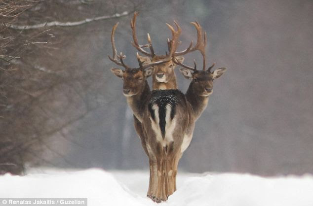 Magical: The inquisitive animals, native to the forests of Lithuania, stand proud and alert, arching their necks towards a waiting lens, and unknowingly forming a mesmerising optical illusion