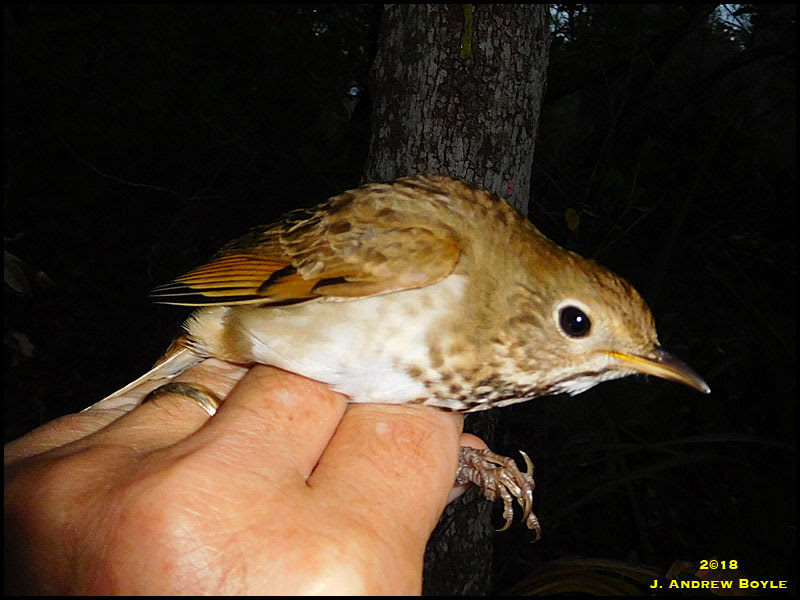 Hermit Thrush Hermit Thrush