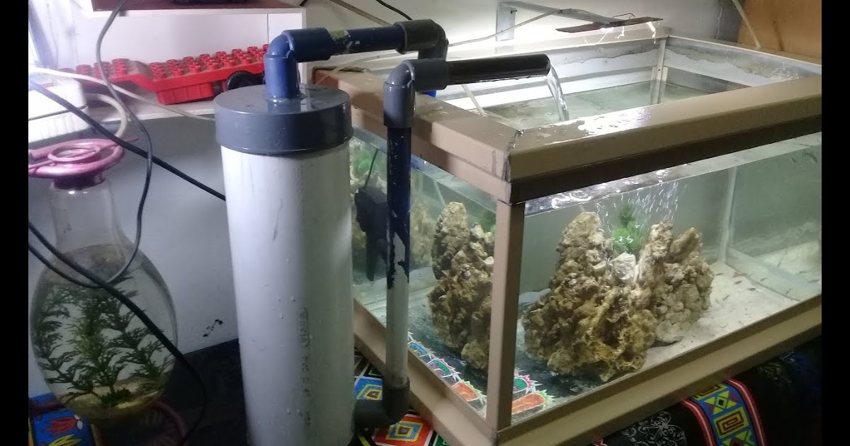 20+ Ide Cara Membuat Filter Aquarium Buatan Sendiri Anna K. Cummings