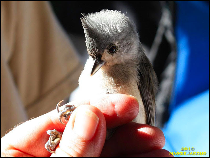 Tufted Titmouse