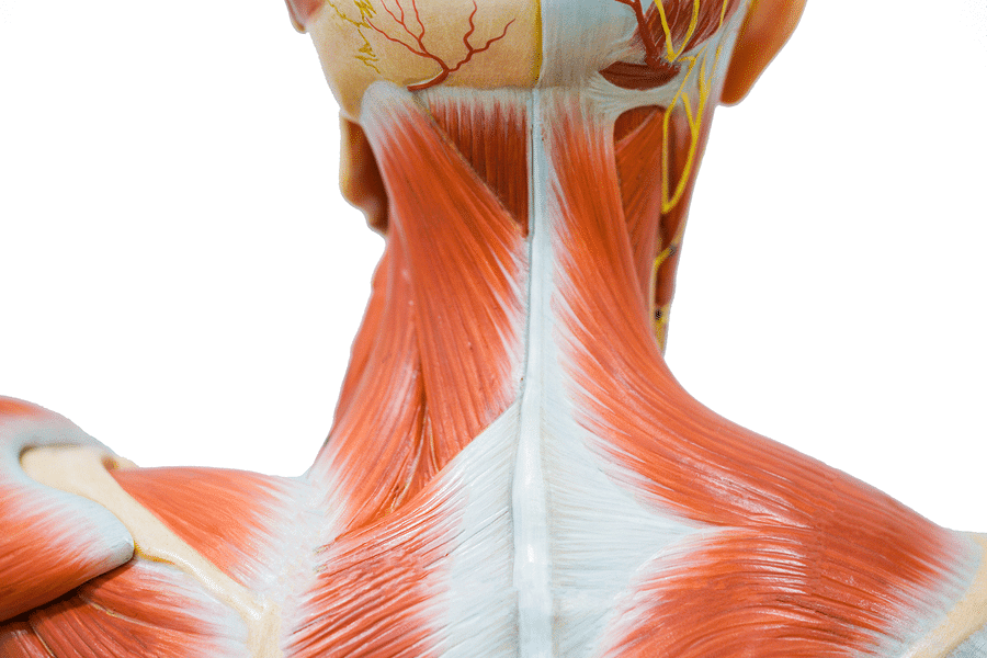 Anatomy Of The Neck And Shoulders