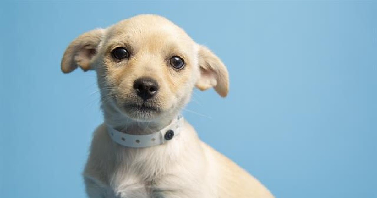 Dallas Pet Adoption Free / Dallas, TX Dachshund. Meet Storm a Pet for