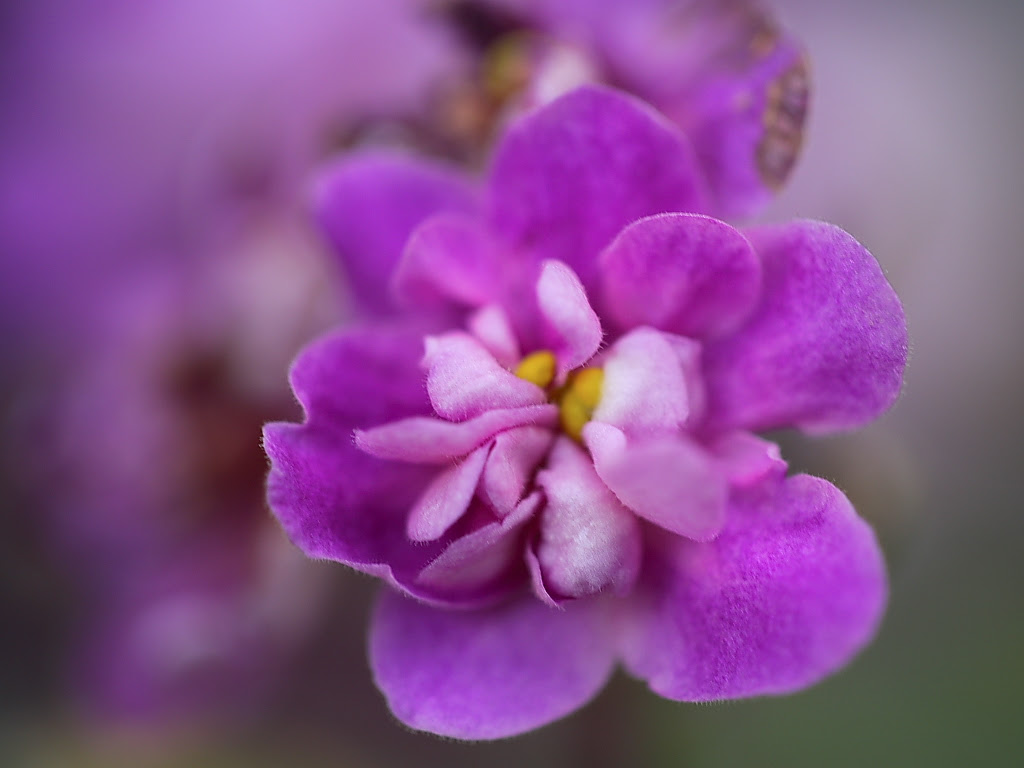 すべての美しい花の画像 上11 月 25 日 誕生 花