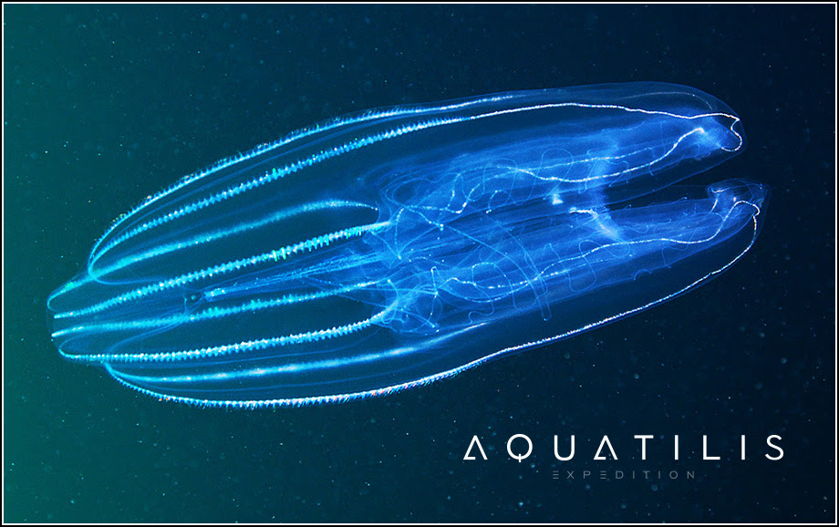 Aquatilis Expedition