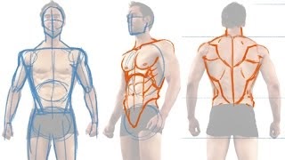 Muscular Male Body Drawing Reference - Douga Wallpaper