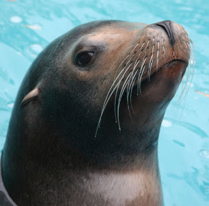 SeaLions: Eight Enticing Eating Habits of California Sea Lions