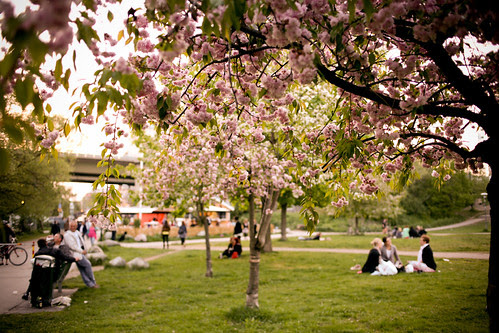 vin i park