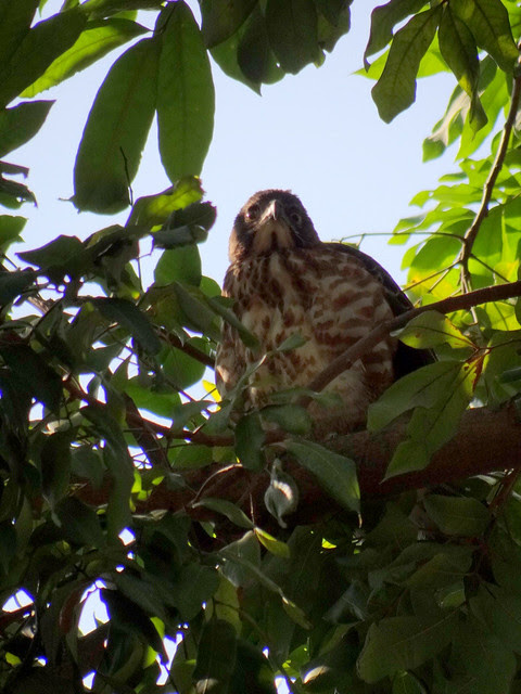 鳳頭蒼鷹/無限台南
