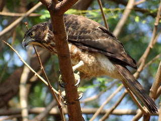 鳳頭蒼鷹/無限台南