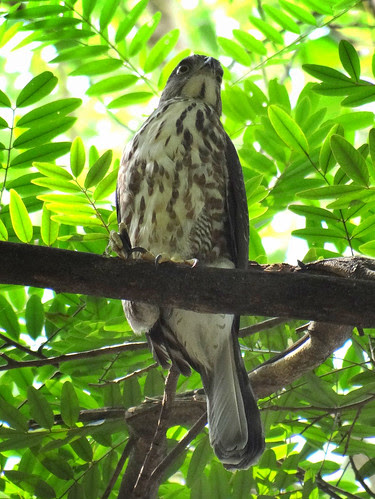 鳳頭蒼鷹/無限台南