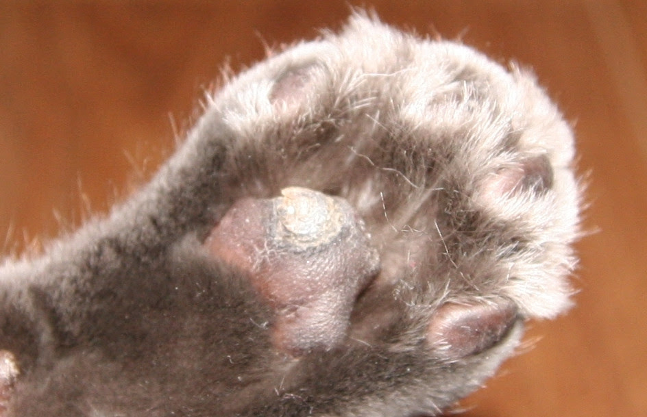 Swollen Cat Paw Treatment Cat Meme Stock Pictures and Photos