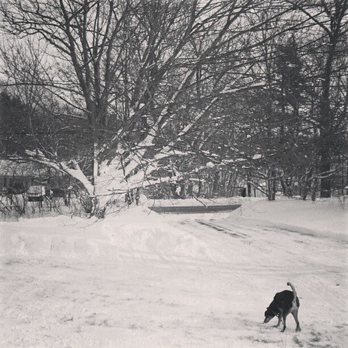 Tut sniffing out the new #snow ... #driveway just cleared #newengland #dogstagram #hound #happydog