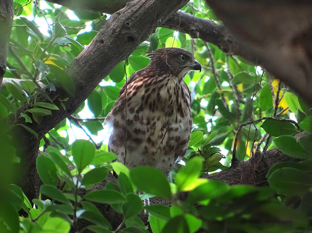 鳳頭蒼鷹/無限台南