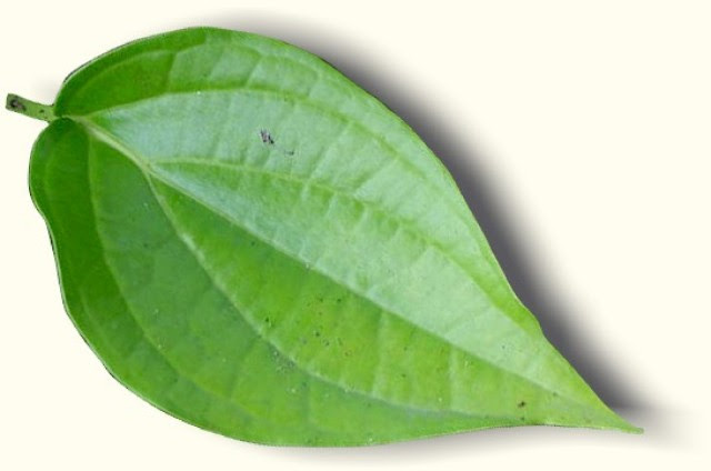 daun_sirih(1)