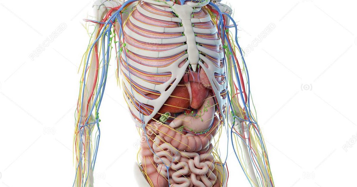 Anatomy Of Upper Yorso / Human Upper Body Hd Stock Images Shutterstock