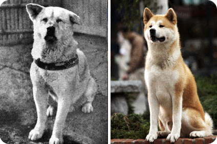 A gauche, le véritable Hachiko. A droite, Hatchi sa doublure US A gauche, le véritable Hachiko. A droite, Hatchi sa doublure US