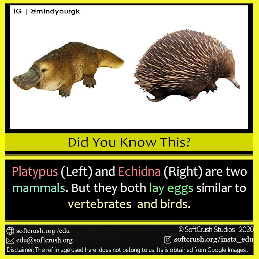 How Many Mammals Lay Eggs - Pets Lovers