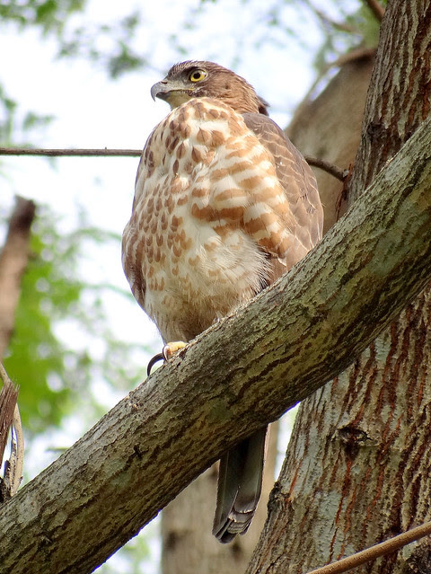 鳳頭蒼鷹/無限台南