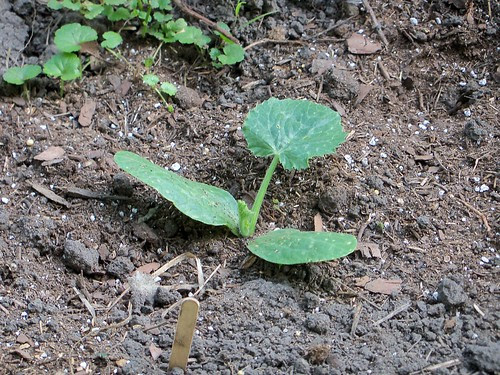 Zucchini