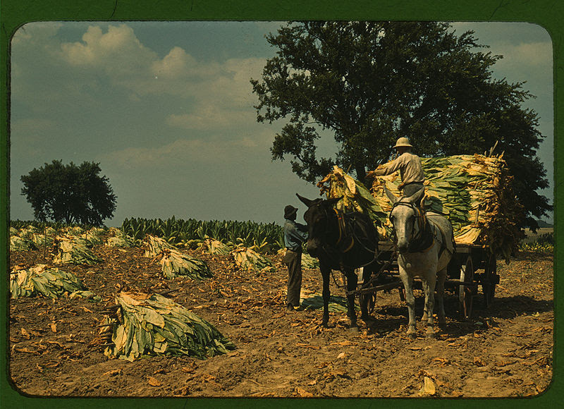 Tobacco Harvesting 1