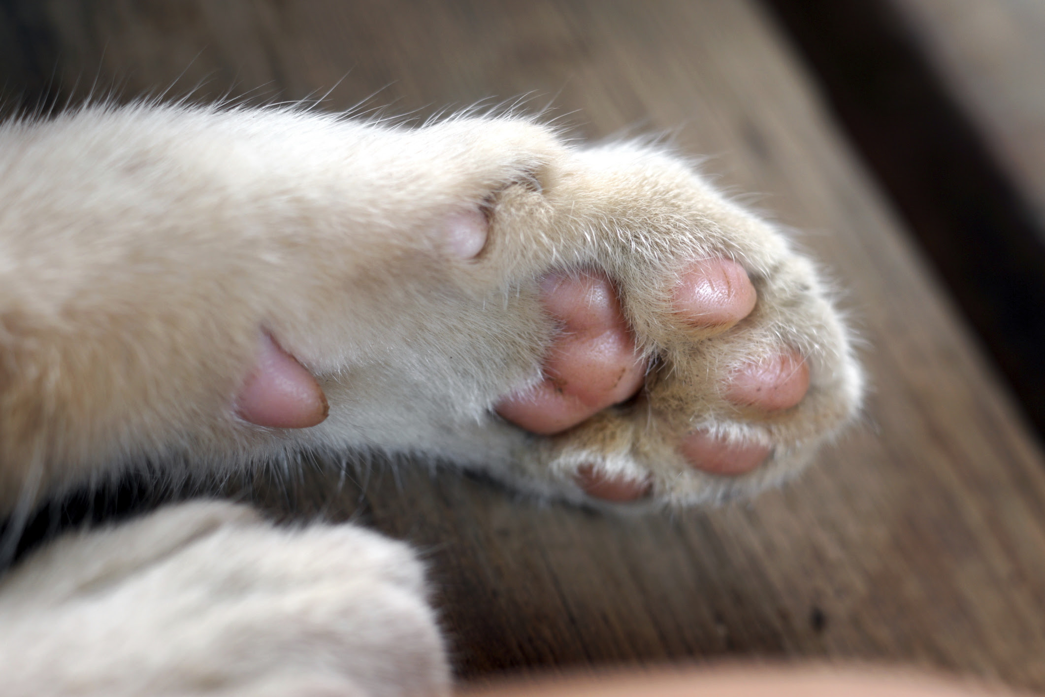 How To Treat A Cats Cut Paw Pad CatWalls