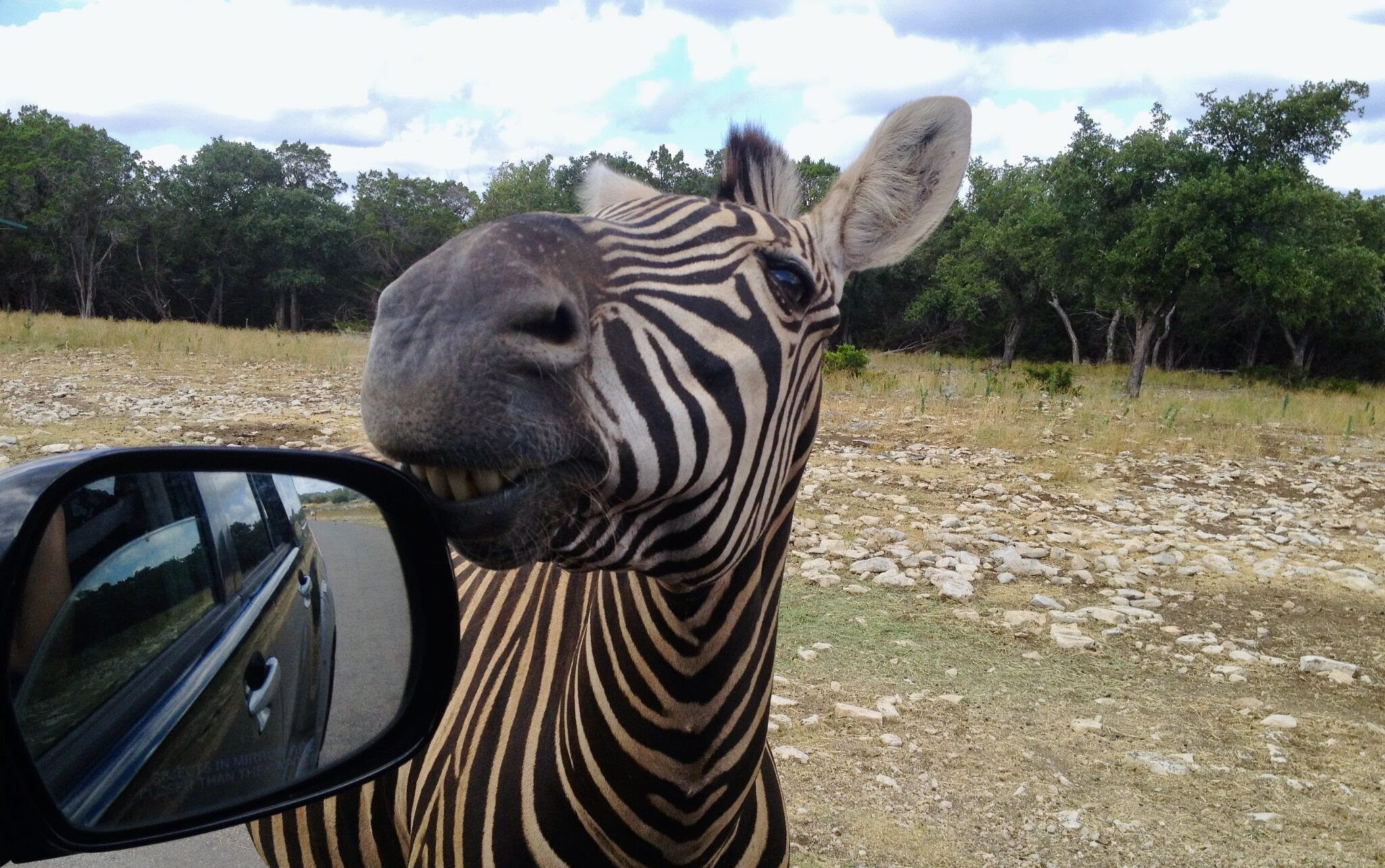 Drive Thru Zoo : Canada S Drive Thru Safari Rivals The African Savanna