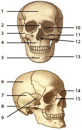 Head Anatomy Definition