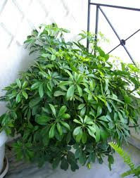 scheflera