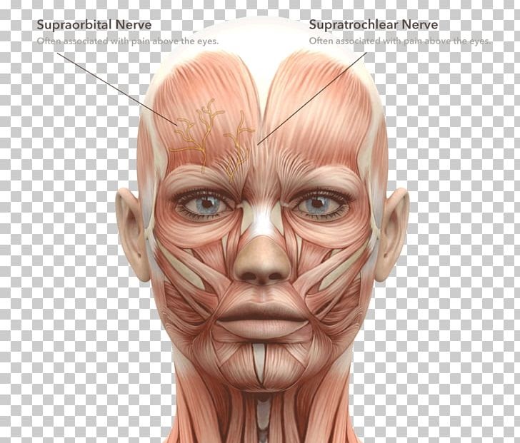 Anatomy Of The Face - Anatomy Diagram Book
