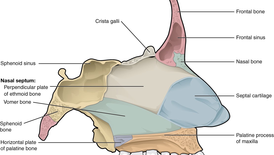Nasal Cavity - Supportive Bones and Cartilages of the Nasal Cavity