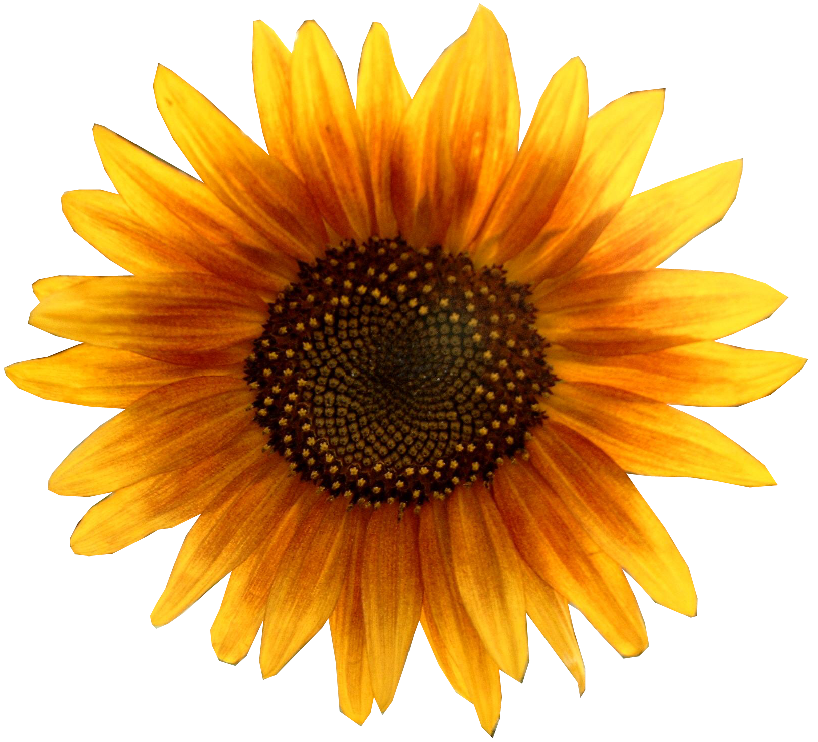 Sunflower Rose Svg - Layered SVG Cut File