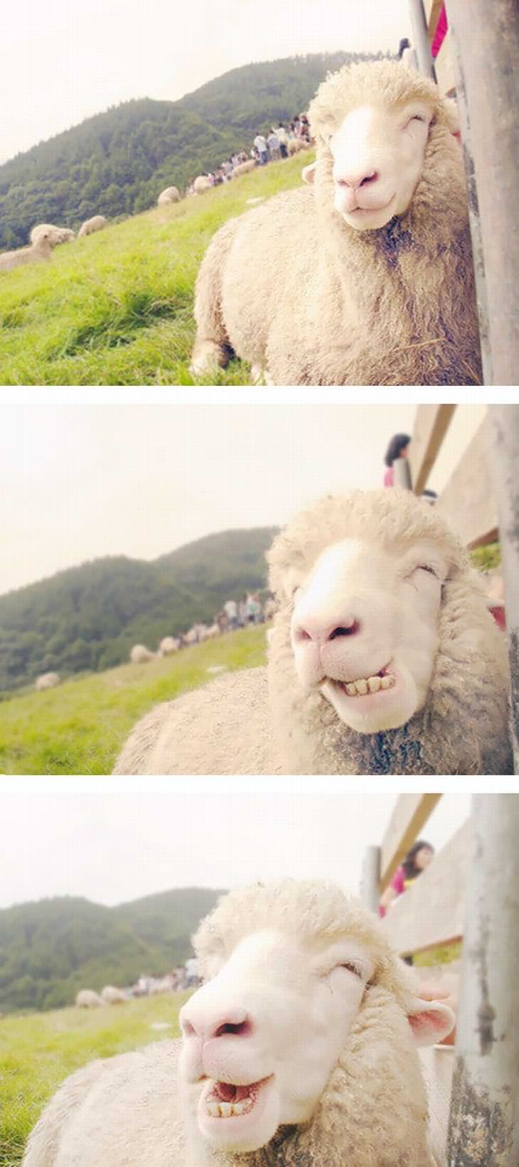 Smiling animals